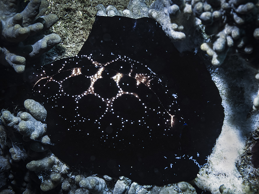 Ovula ovum